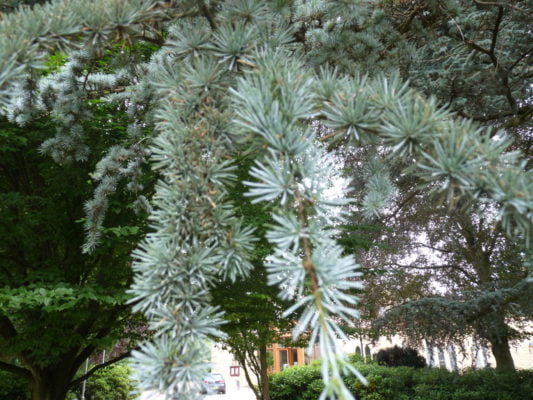 Blue atlas cedar foliage