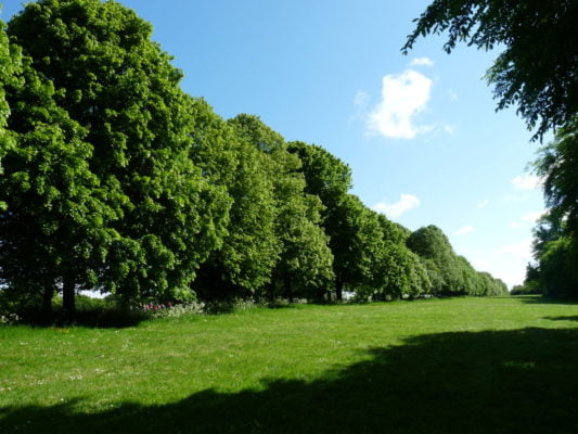 Row of trees with grassy area in front
