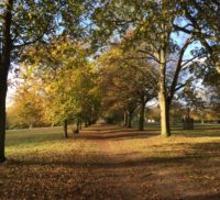 Lime and beech trees