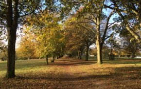 Lime and beech trees