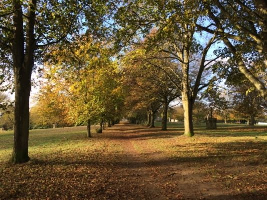 Lime and beech trees