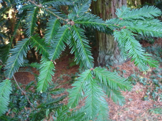 Pine needles on a tree