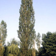 Lombardy poplar tree