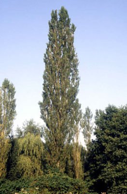 Lombardy poplar tree