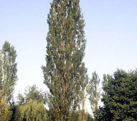 Lombardy poplar tree