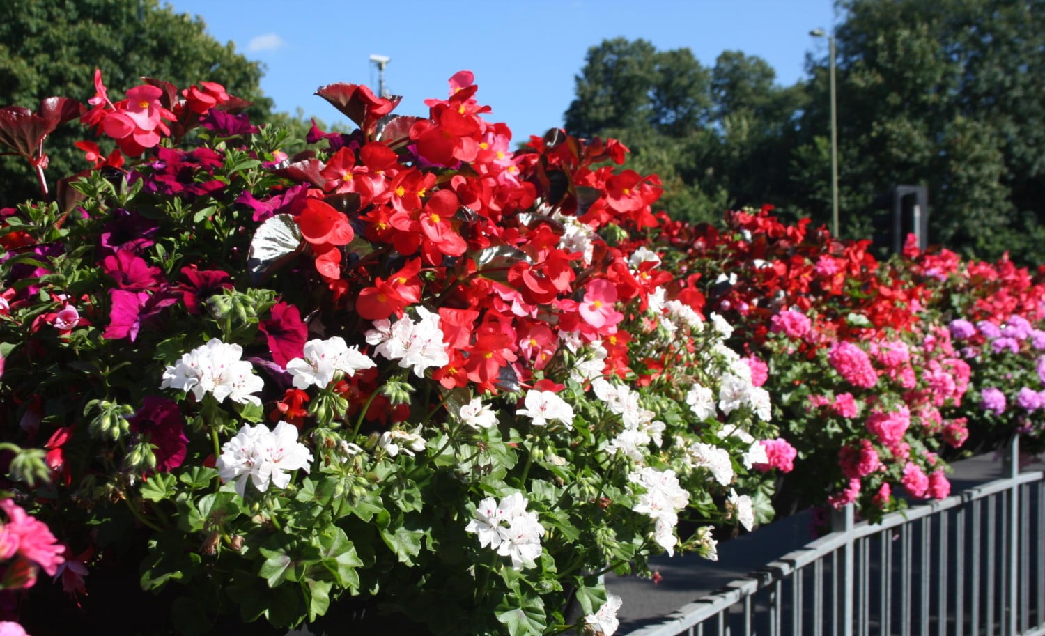 Sponsor Farnham in Bloom