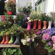 Plants growing in a display of Wellington boots.