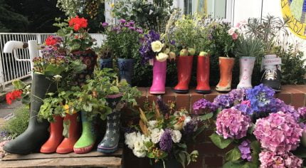 Plants growing in a display of Wellington boots.