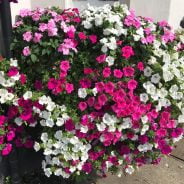 Pink and white flowers.