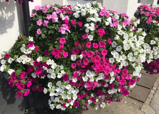 Pink and white flowers.