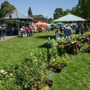 Plant stall and marquees in a park area