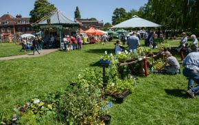 Plant stall and marquees in a park area