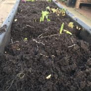 Trough of soil and broken plants.