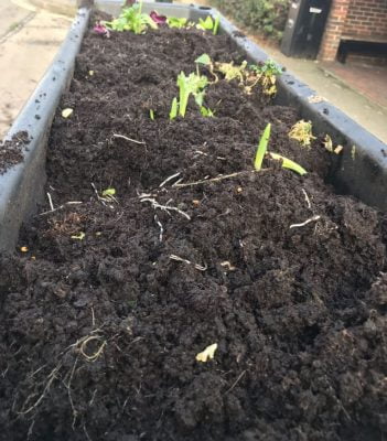 Trough of soil and broken plants.