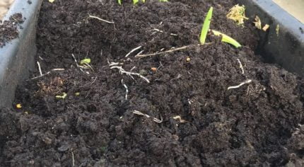 Trough of soil and broken plants.