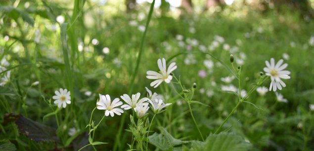 Greater Stitchwort