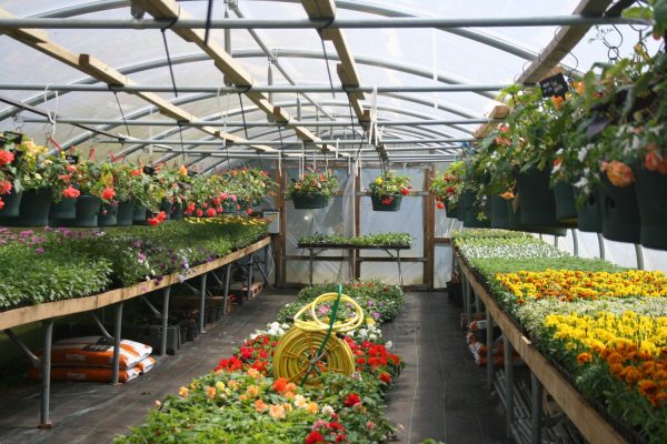 Inside of a greenhouse with displays of bedding plants and hanging baskets.
