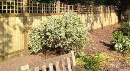 Bench with shrub and wooden fence behind.