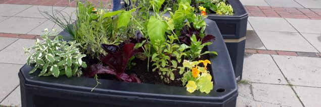 Vegetables growing in a large container.
