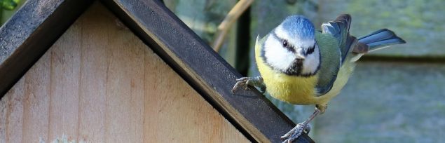 Blue tit on the roof of a bird box