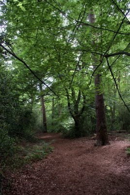 Woodland setting