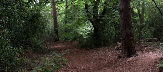 Woodland setting