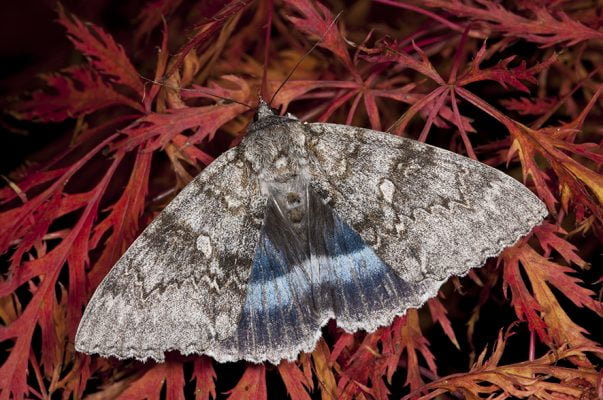 Moth on red acer leaf