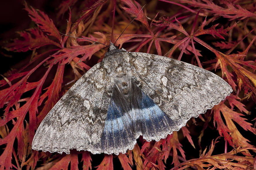 Moth on red acer leaf