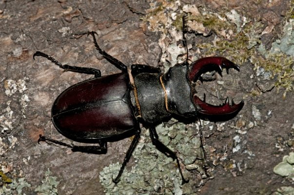 male stag beetle