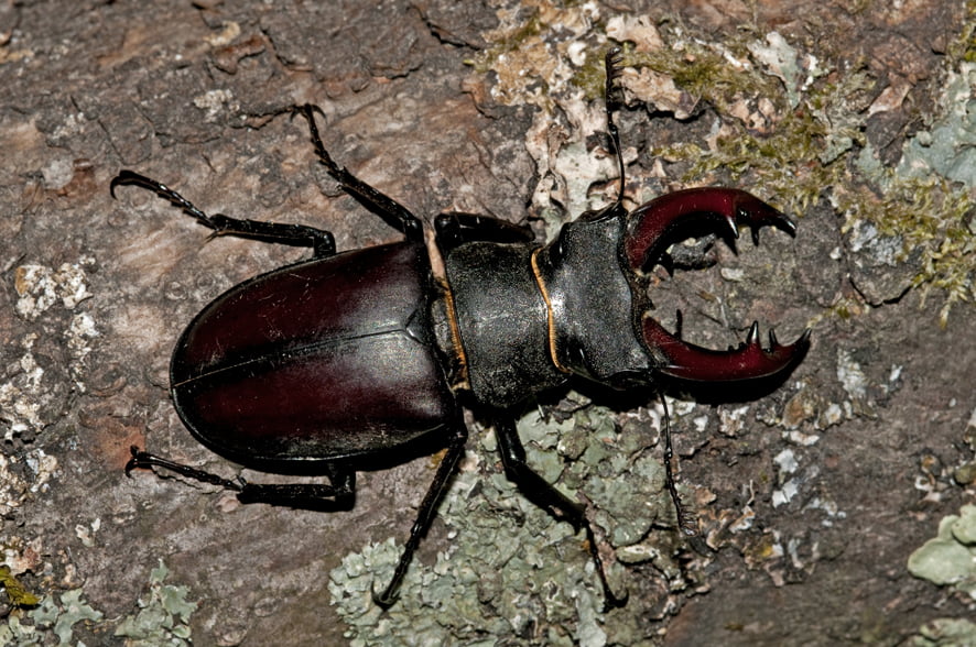 male stag beetle