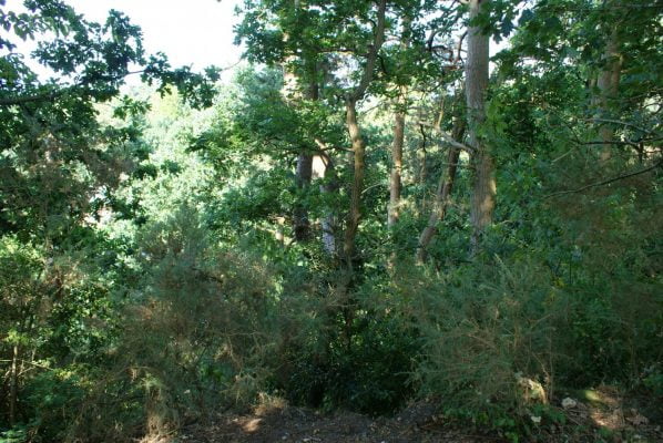 Dense woodland