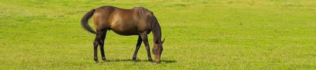 Brown horse grazing in field