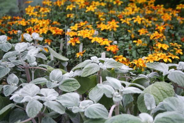 Plants in a greenhouse