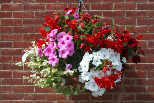 Large hanging basket filled with red, pink and white flowers.