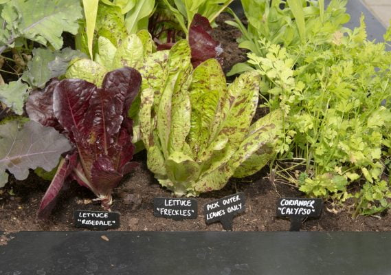 Salad leaves and vegetables growing in a large container.