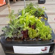 Mix of vegetables growing in two large containers in paved area of town centre.