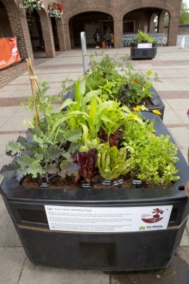 Mix of vegetables growing in two large containers in paved area of town centre.