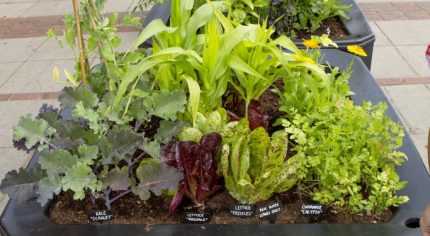 Mix of vegetables growing in two large containers in paved area of town centre.