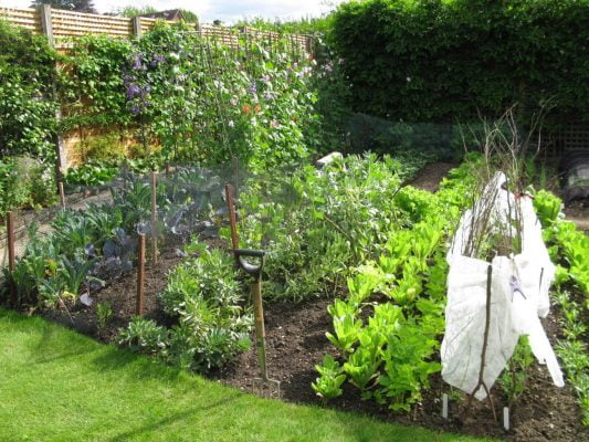 Neat and tidy vegetable patch