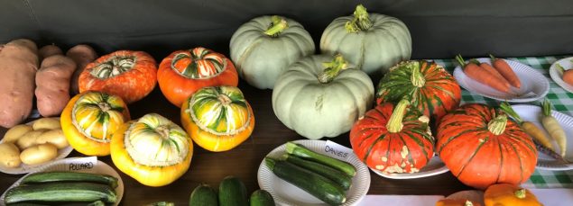 Green, orange and yellow squash and plates of green courgettes on a table.