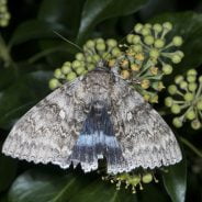 Moth resting on a plant