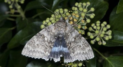 Moth resting on a plant