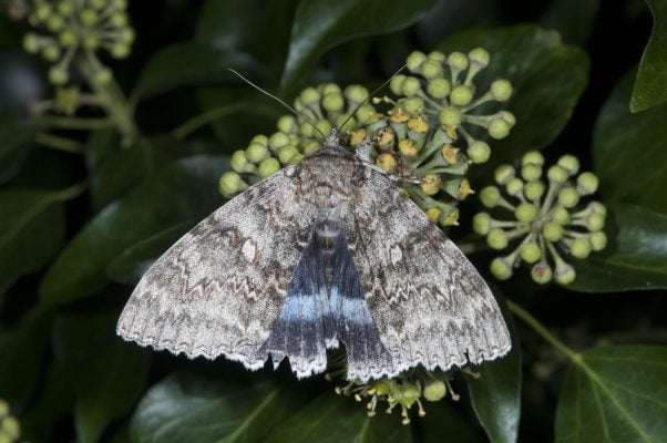 Moth resting on a plant