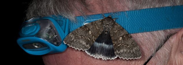 Moth resting on person's head torch
