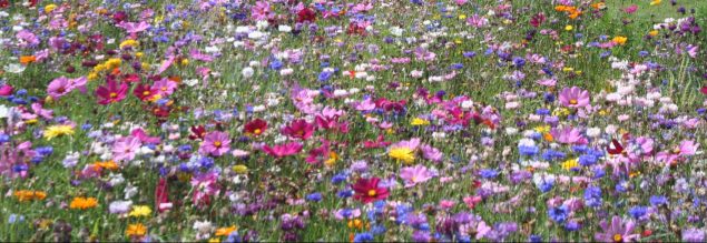 Wildflowers