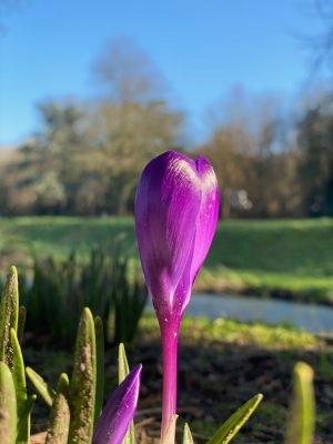 Close up of a purple crocus in bud