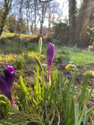 Close up of purple crocuses growing in grass