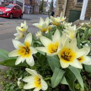 Close up of yellow flowers in street. Red car in background