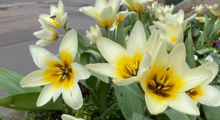 Close up of yellow flowers in street. Red car in background