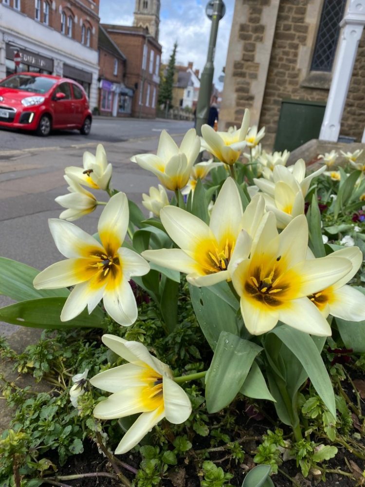Close up of yellow flowers in street. Red car in background